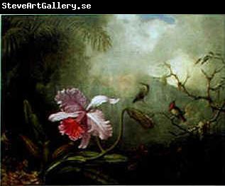 Martin Johnson Heade Cattleya Orchid Three Brazilian Hummingbirds